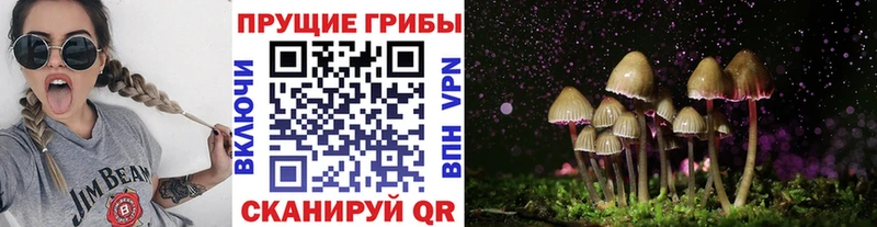 Галлюциногенные грибы Psilocybe Зуевка